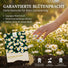 Gänseblümchen Samen - Bellis perennis - HappySeed