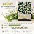 Gänseblümchen Samen - Bellis perennis - HappySeed