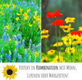 Biene auf dem Blütenkorb der Sonnenblume, bienenfreundliche Blumensamen