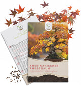 Bonsai Samen Set Amerikanischer Amberbaum von HappySeed mit Saatgut und Anleitung
