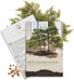 Bonsai Samen Set Berg Mammutbaum von HappySeed mit Saatgut und Anleitung