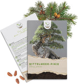 Bonsai Samen Set Mittelmeer Pinie von HappySeed mit Saatgut und Anleitung