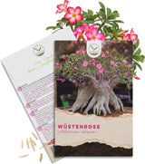 Bonsai Samen Set Wüstenrose von HappySeed mit Saatgut und Anleitung