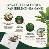Darjeeling Banane als winterharte Kübelpflanze für Indoor und Outdoor