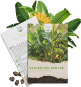Darjeeling Bananen Samen Musa sikkimensis von HappySeed im umweltschonenden Samenpäckchen
