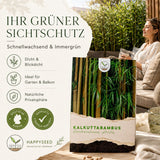 Dendrocalamus strictus Saatgut in Nahaufnahme, Bambussamen mit hoher Keimrate