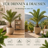 Detailaufnahme der gefiederten Palmwedel von Phoenix canariensis