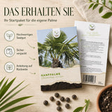 Detailaufnahme der gefächerten Palmwedel der Chamaerops excelsa