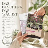 Detailaufnahme des verdickten Stammfußes der Wüstenrose