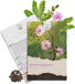 Echte Mimose Samen Mimosa pudica von HappySeed im umweltschonenden Samenpäckchen