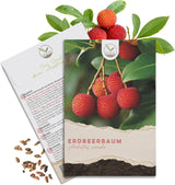 Erdbeerbaum Samen Arbutus unedo von HappySeed im umweltschonenden Samenpäckchen