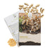 Erdnuss Samen Arachis hypogaea von HappySeed im umweltschonenden Samenpäckchen