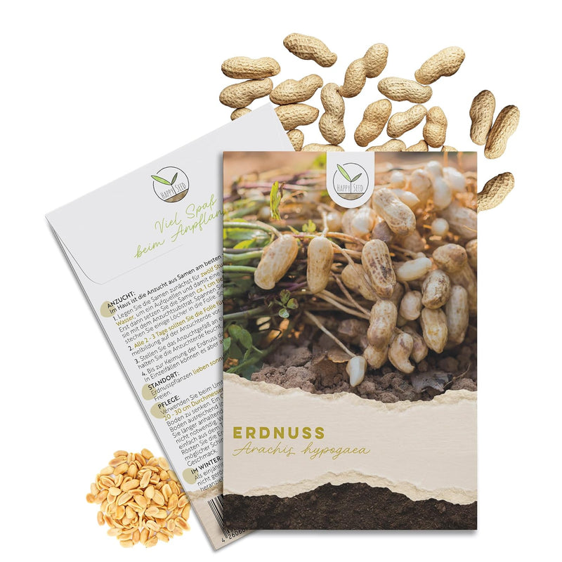 Erdnuss Samen Arachis hypogaea von HappySeed im umweltschonenden Samenpäckchen