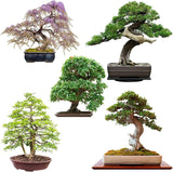 Exotisches Bonsai Samen Set von HappySeed mit fünf Sorten Saatgut und GRATIS eBook
