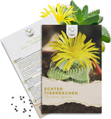 Exotisches Kakteen Samen Set von HappySeed mit Saatgut des Echten Tigerrachens