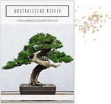 Fünf Sorten Bonsai Saatgut in Nahaufnahme, Pflanzen Samen mit hoher Keimrate