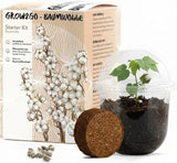 GROW2GO Baumwoll-Pflanzset Anzuchtset mit Mini-Gewächshaus, Baumwollsamen und Erde