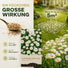 Gänseblümchen Samen - Bellis perennis - HappySeed