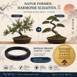 Gedrahteter Zimmerbonsai in der Schale während der Gestaltung