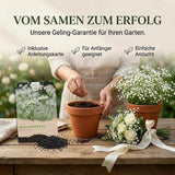 Gypsophila paniculata Saatgut in Nahaufnahme, Schleierkraut Samen mit hoher Keimrate
