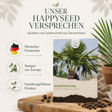 Hanfpalme als winterharte Kübelpflanze für Terrasse, Balkon und Indoor