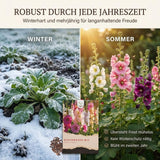 Hohe Stockrosen mit dicht besetzten Blütenstängeln an der Hauswand