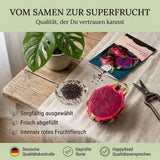 Hylocereus costaricensis Saatgut in Nahaufnahme, feines Pitaya Saatgut mit hoher Keimrate