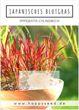 Imperata cylindrica Saatgut in Nahaufnahme, Ziergras Samen mit hoher Keimrate