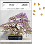 Inhalt des 5er Bonsai Sets mit fünf Samentütchen, Anleitung und eBook Zugang