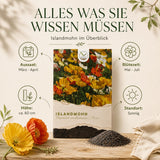 Islandmohn Samen Mix mit Blüten in Gelb, Orange, Weiß und Rosa