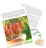Japanisches Blutgras Samen Imperata cylindrica von HappySeed im umweltschonenden Samenpäckchen