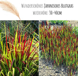 Japanisches Blutgras mit feuerroten Blattspitzen im Sonnenlicht
