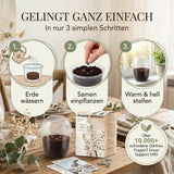 Junge Baumwoll Sämlinge im Becher-Gewächshaus