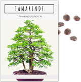 	Junge Bonsai Sämlinge der verschiedenen Sorten aus dem Samen Set