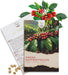 Kaffee Samen Coffea arabica nana von HappySeed mit 8 Korn im umweltschonenden Samenpäckchen