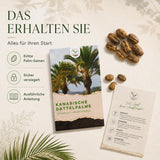 Kanarische Dattelpalme mit ausladender Krone aus gefiederten Wedeln
