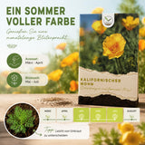 Leuchtend orange Blüte des Kalifornischen Mohns in Nahaufnahme