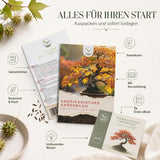 Liquidambar styraciflua Saatgut in Nahaufnahme, Bonsai Samen mit hoher Keimrate