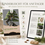 Mittelmeer Pinie als Bonsai mit schirmförmiger Krone und langen Nadeln
