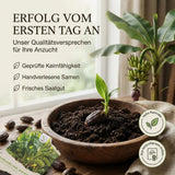 Musa sikkimensis Saatgut in Nahaufnahme, Bananen Samen mit hoher Keimrate