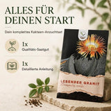 Orangegelbe Blüte des Pleiospilos nelii zwischen den gespaltenen Blattpaaren