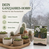 Pachypodium lamerei im Topf als exotische Zimmerpflanze für helle Räume