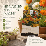 Papaver nudicaule Saatgut in Nahaufnahme, feine Mohnsamen mit hoher Keimrate
