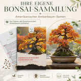 Pflanzenprofil Amerikanischer Amberbaum: sonnig bis halbschattig, winterhart, langsam im Topf