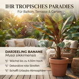 Pflanzenprofil Darjeeling Banane winterhart mit hellem Standort und kräftigem Wuchs