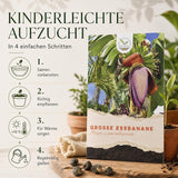 Pflanzenprofil Große Essbanane mit hellem, warmem Standort und Kultur im Kübel