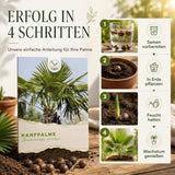Pflanzenprofil Hanfpalme mit sonnigem bis halbschattigem Standort und winterhartem Wuchs
