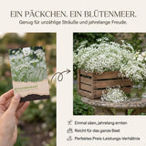 Pflanzenprofil Schleierkraut mehrjährig und winterhart mit sonnigem Standort