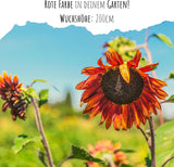Pflanzenprofil Sonnenblume Abendsonne mit vollsonnigem Standort und mehrtriebigem Wuchs