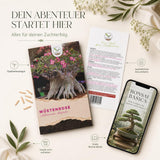 Pflanzenprofil Wüstenrose mit Herkunft Ostafrika, vollem Sonnenstandort und wärmeliebendem Wuchs